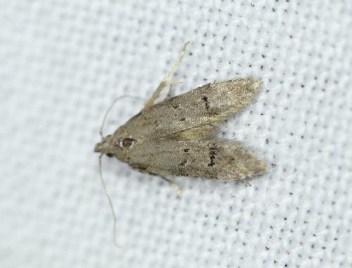 Réf. 267 049 : Teleiodes vulgella